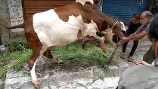 Khatarnak Bull Ki Qurbani Part 1 | HEAVY Bull Qurbani | Bakra Eid 2021 | Eid ul Adha 2021