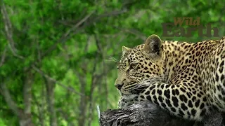 WildEarth - Sunrise Safari - January 3, 2020