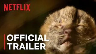 Living with Leopards | Official Trailer | Netflix