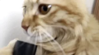 Смешное видео  Кот любит пылесос!