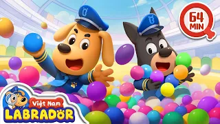 🏀 Khu nhà bóng gây ngứa 👮 Cảnh sát trưởng Labrador Vietnam 🚔