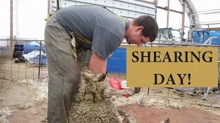 How We Shear Our Sheep (UPCLOSE FOOTAGE!):  Vlog 80