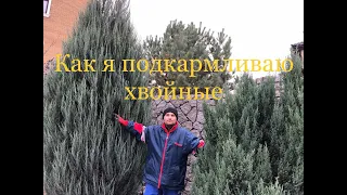 Как вносить гранулированные удобрения под хвойные