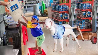 Difficult Journey Of CUTIS Takes Goat To Work As Factory Worker To Earn Money