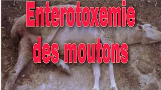 COMMENT PRÉVENIR LES ENTEROTOXEMIES CHEZ LES OVINS (MOUTONS)