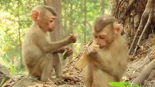 Many little monkeys friend with Leo #animals #viral #music #motivation #cute #nature
