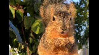 Four minutes of Faux the Squirrel eating sunflower seeds no nuts no avocado no toast