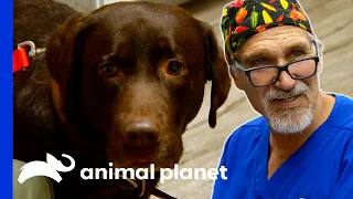 Dr. Jeff Can't Find This Labrador's Kidney! | Dr. Jeff: Rocky Mountain Vet