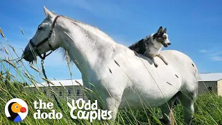 Dog Can't Stop Smiling When He's Riding His Favorite Horse | The Dodo Odd Couples