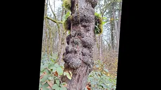 The Bigfoot Expert Climbing Mt. Olympus in Search of "The Dirty Yeti". Filmed in deep Washington