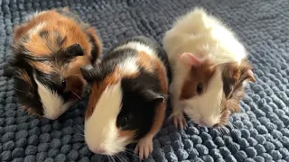 5 days old baby guinea pigs squeaking