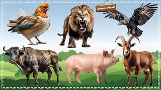 A Fun and Adorable Animal Video: Goat, Vulture, Lion, Pig, Chicken, Buffalo