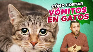 Guía práctica sobre VÓMITOS DE LOS GATOS y cómo cortarlos 🐱🤢 Cómo hacer DIETA BLANDA para gatos