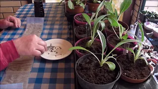 4 способа выращивания артишока. Часть 1