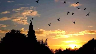 Птицы на закате (Slow motion).
