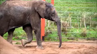 M'Changa the elephant arrives at Noah's Ark Zoo Farm from Sweden