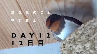 ツバメ巣作り密着24時 12日目/Swallows build their nest DAY 12/カメラが見られて喜ぶ大家と冷静なツバメ夫婦/平和な１日