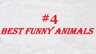 приколы с котами #4 | Best Funny Cats 2016