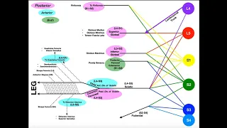 Sacral Plexus | Roots, Branches, & Innervation