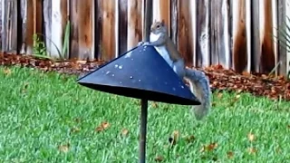 Squirrel Baffle Long Term Test and Review