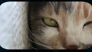Kedi  Story Of 7even Cats HD Trailer#1 2017