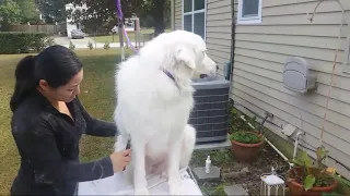 Brush out and Carding For A Great Pyrenees | Best Dog Grooming Tips