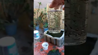 Guppy Fish Breeding Fries in TEA ☕ Glass