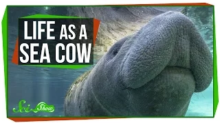 Life as a Sea Cow