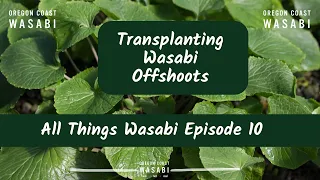 Transplanting Wasabi Offshoots - All Things Wasabi Episode 10