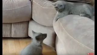 Kitten Teases Baby Fox