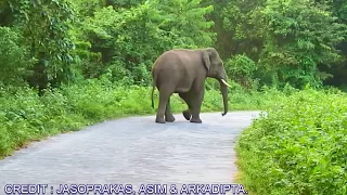 Tusker #Elephant# #Chasing# After Got Disturbed By #Vehicle# Horn.