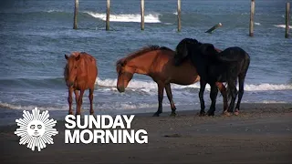 Nature: Horses on the Outer Banks