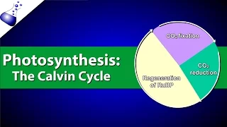 The Calvin Cycle