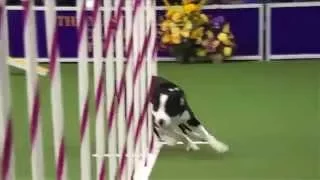 Faster Dog super! самая быстра собака в мире