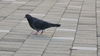 pigeon...