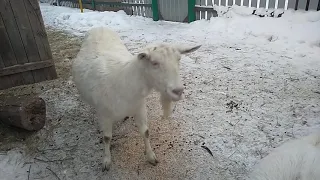 Как запустить козу перед родами.