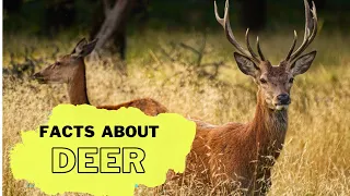 Deer Facts for Kids | Interesting Educational Video about Deer for Children | Fun Facts