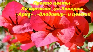 Просто цветы! Лазаревское ,ул.Калараш,"Арка"и "Владимир" ,начало лета!🌴ЛАЗАРЕВСКОЕ СЕГОДНЯ🌴СОЧИ.