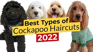 Best Types of Cockapoo Haircuts 🐶 Puppy, Teddy Bear, Cocker Spaniel, Lamb, Summer 🐶