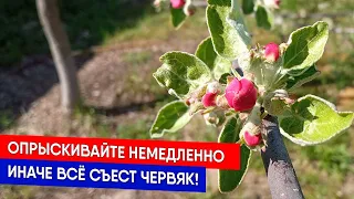 Опрыскивайте немедленно, иначе всё съест червяк!