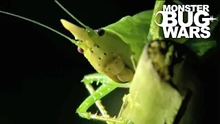 Horned Katydid vs Owl Butterfly Caterpillar | MONSTER BUG WARS