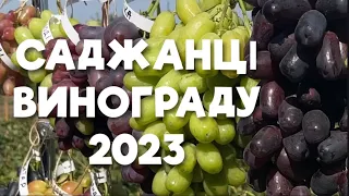 🍇 Саджанці винограду 2023
