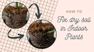 How to Fix Dry Soil in Indoor Plants