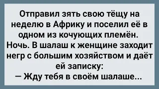 Зять Отправил Тещу в Африку! Сборник Свежих Анекдотов! Юмор!