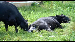 HEIFER COW GIVES BIRTH... WATCH GRANDMA'S EXCITEMENT!
