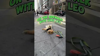 The most spoiled dog plays dead for attention in New York #Pomeranian #pets #throwbackpomeranian