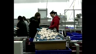 Как в Голландии выращивают шампиньоны видео с фермы грибов