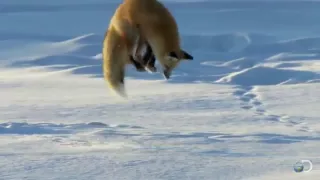 Как лиса ловит мышей в глубоком снегу
