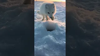 Adorable Arctic Fox Pup Steals Fish