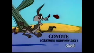 Looney Tunes - (bip bip and Coyote) WB